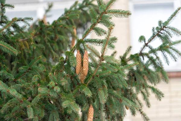 The Benefits of Regular Tree Trimming Cedar Park Homeowners Need